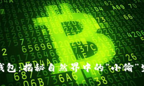 狐狸的钱包：揭秘自然界中的“小偷”生活习性